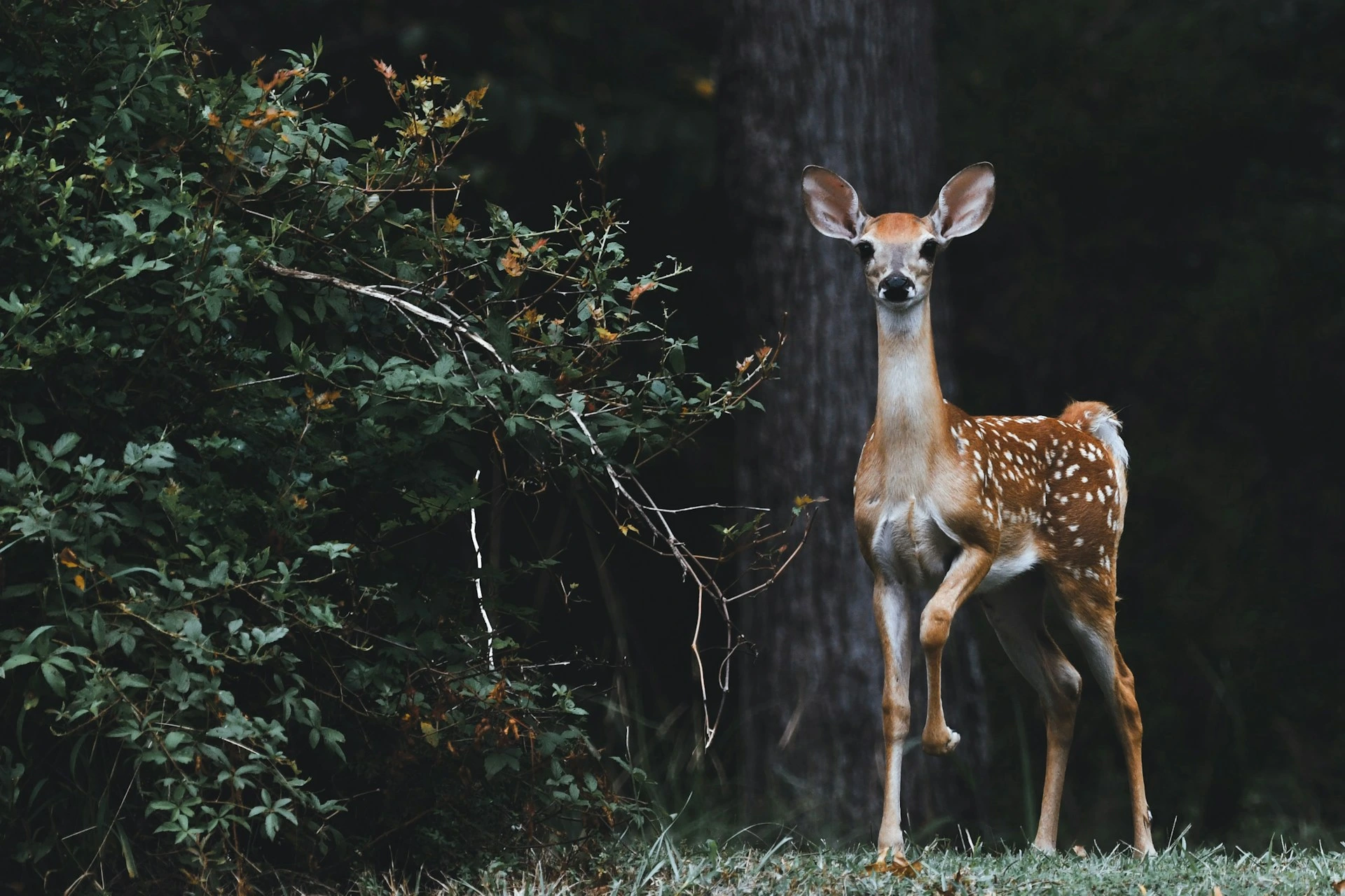 Google Lanserar SpeciesNet, En Open-Source AI för Identifiering av Vilda Djur